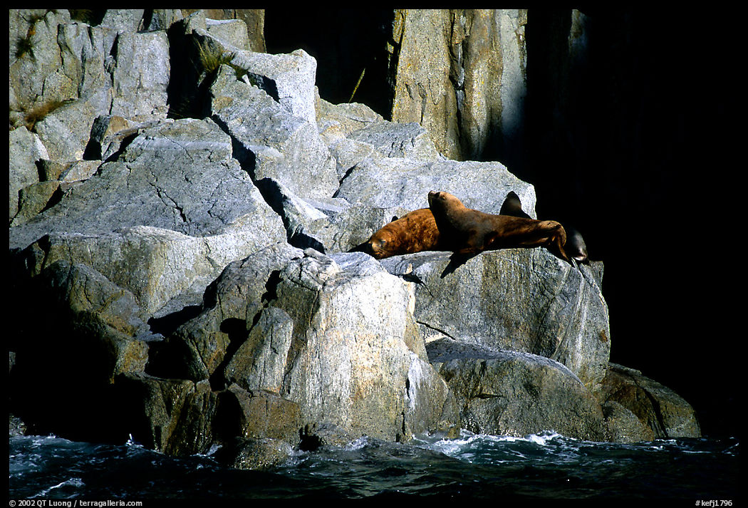 Sea lions in Aialik Bay. Kenai Fjords  National Park