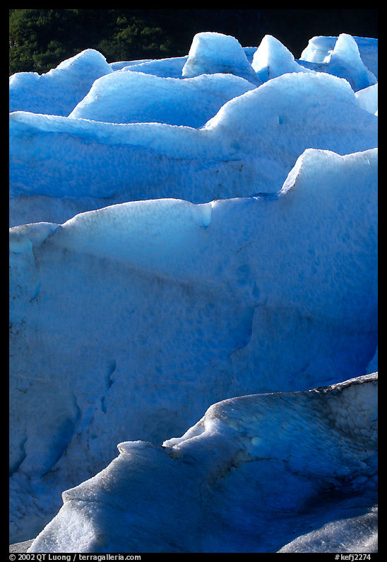 Ridges of blue ice at the terminus of Exit Glacier. Kenai Fjords  National Park, Alaska, USA.