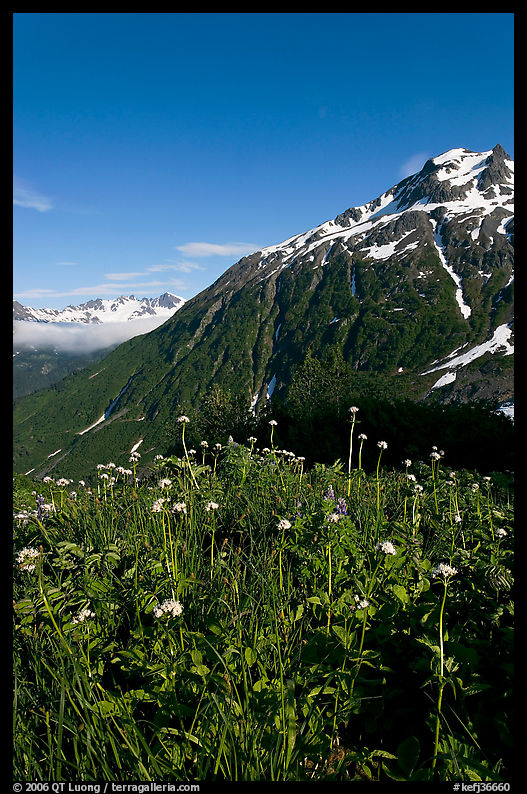 Wildflowers and peak. Kenai Fjords  National Park