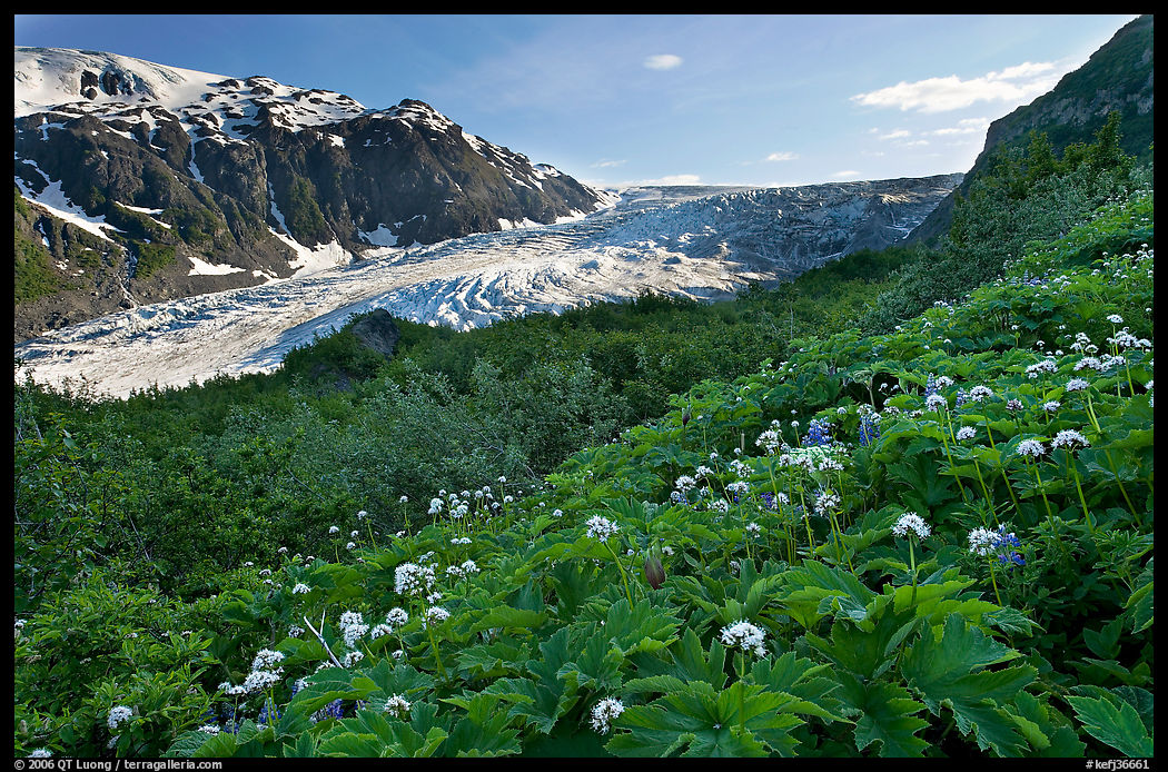 Wildflowers and Exit Glacier, late afternoon. Kenai Fjords  National Park, Alaska, USA.