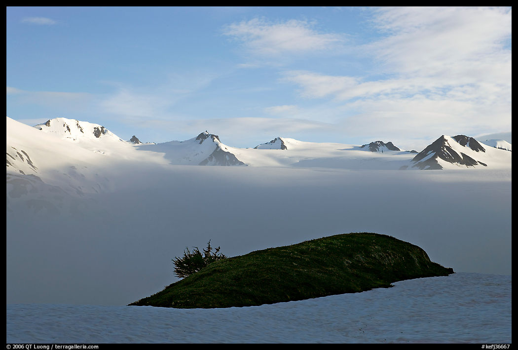 Patch of grass emerging from snow cover and mountains. Kenai Fjords  National Park, Alaska, USA.