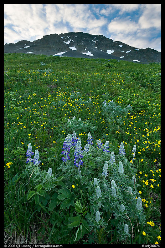 Lupine, buttercups, and rocky ridge. Kenai Fjords  National Park, Alaska, USA.