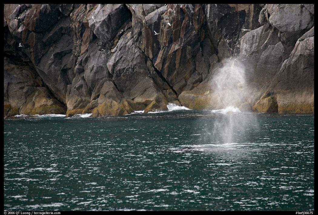 Whale spouting. Kenai Fjords  National Park, Alaska, USA.