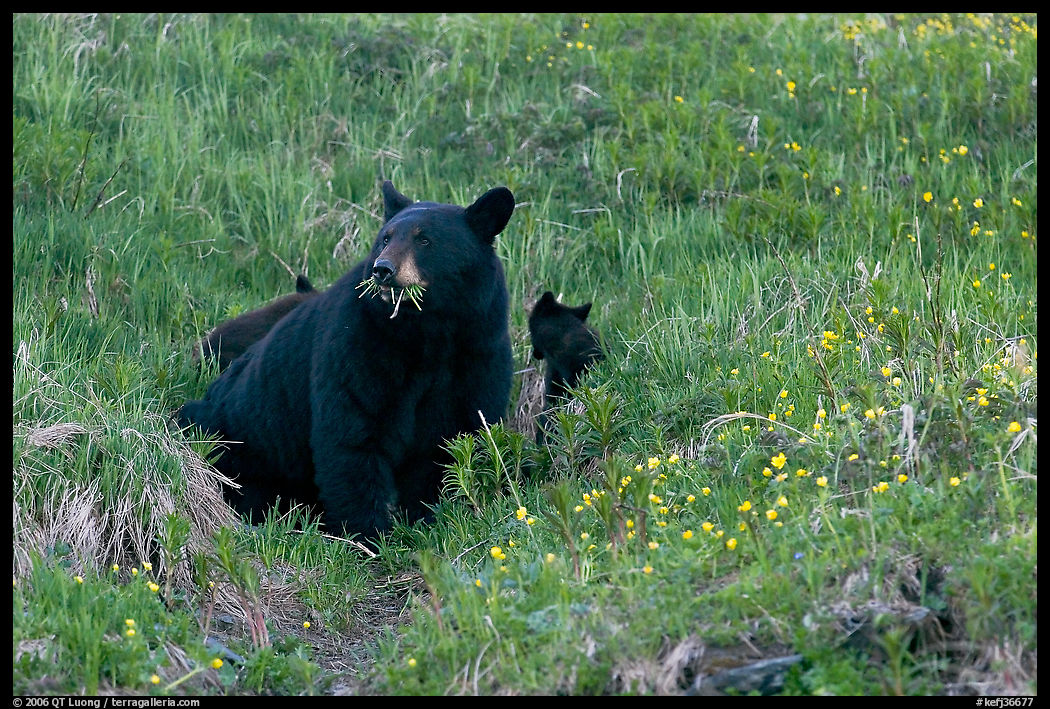 Black bear with cubs. Kenai Fjords  National Park, Alaska, USA.