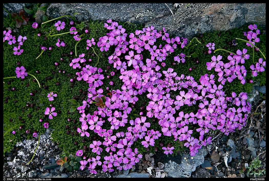 Alpine flowers. Kenai Fjords  National Park, Alaska, USA.