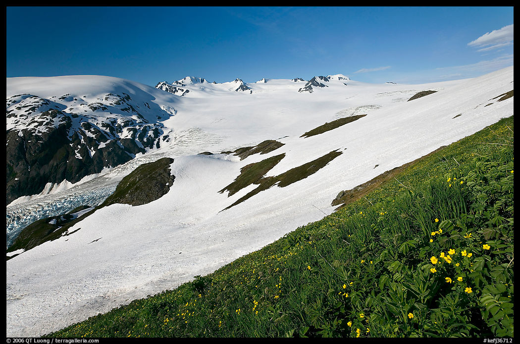 Wildflowers and Harding ice field. Kenai Fjords  National Park, Alaska, USA.