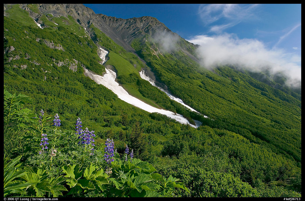Lupine, neve, and verdant mountain slopes. Kenai Fjords  National Park, Alaska, USA.