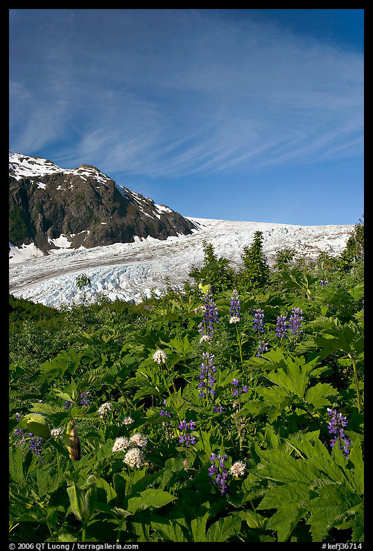Wildflowers and Exit Glacier. Kenai Fjords  National Park, Alaska, USA.