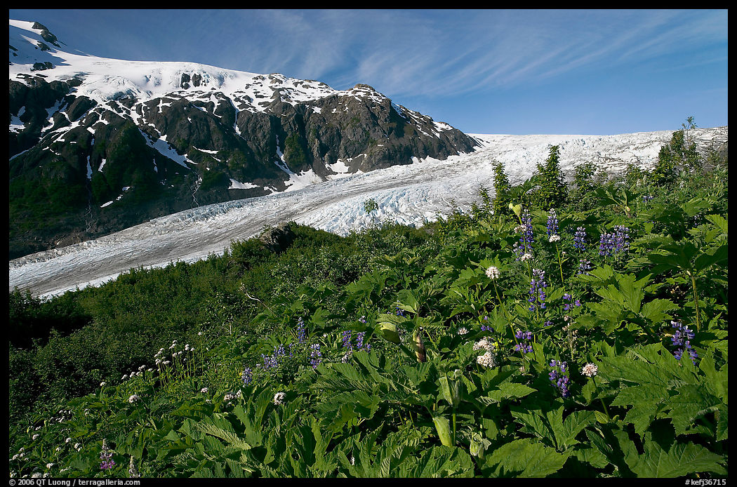 Wildflowers at Marmot Meadows, and Exit Glacier. Kenai Fjords  National Park, Alaska, USA.