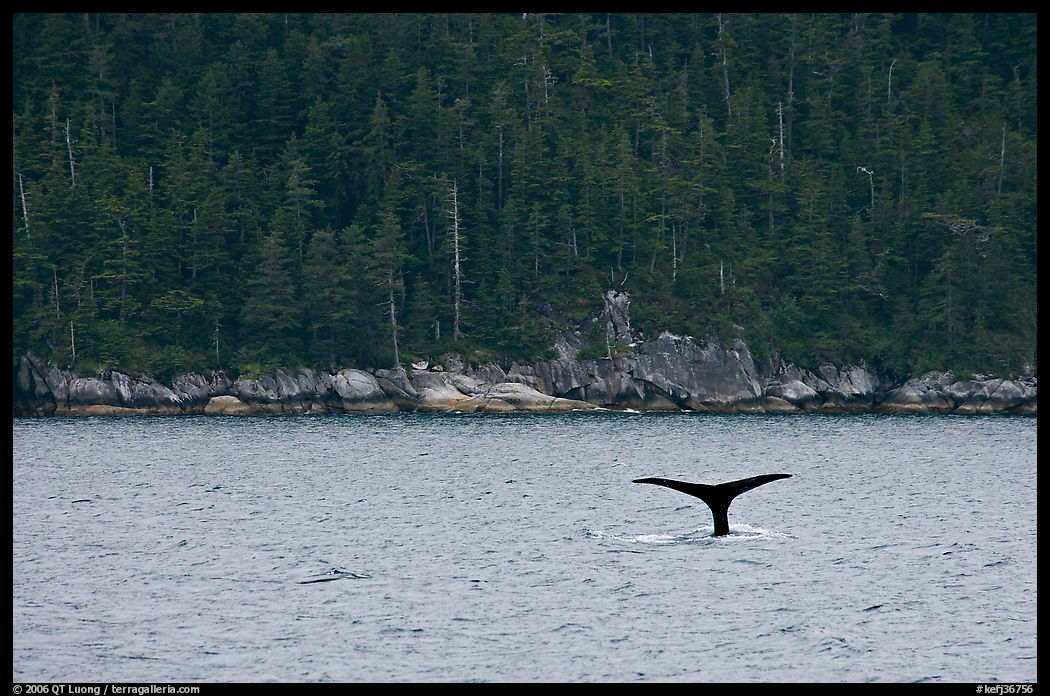 Whale fluke and forest, Aialik Bay. Kenai Fjords  National Park, Alaska, USA.