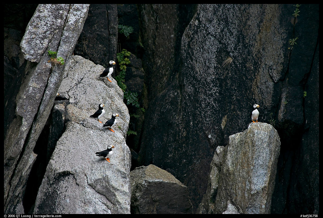 Puffins on cliff. Kenai Fjords  National Park, Alaska, USA.