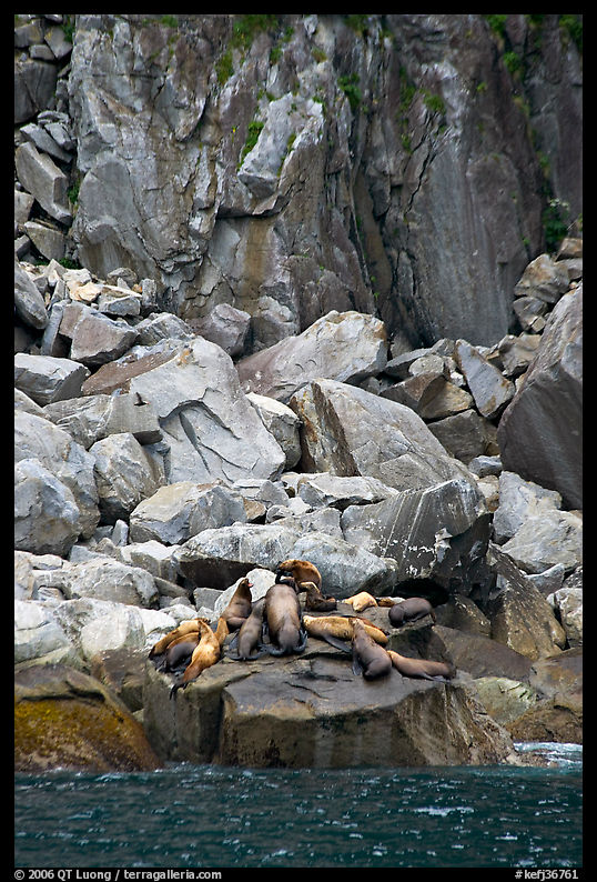 Stellar sea lions hauled out on rock. Kenai Fjords  National Park, Alaska, USA.