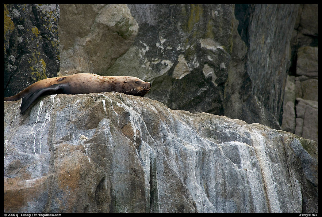 Stellar sea lion sleeping on rock. Kenai Fjords  National Park, Alaska, USA.