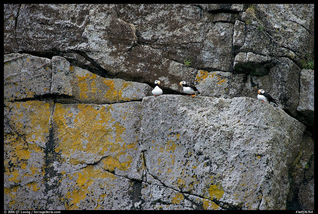 Puffins on rock wall. Kenai Fjords  National Park, Alaska, USA.