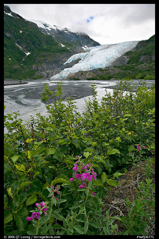 Dwarf fireweed and Exit Glacier. Kenai Fjords  National Park, Alaska, USA.