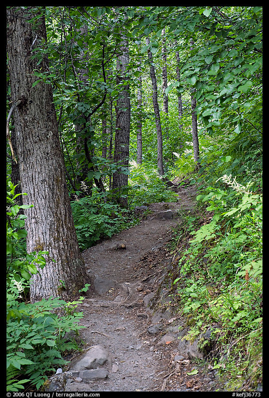 Harding Icefield trail passing through a young forest. Kenai Fjords  National Park