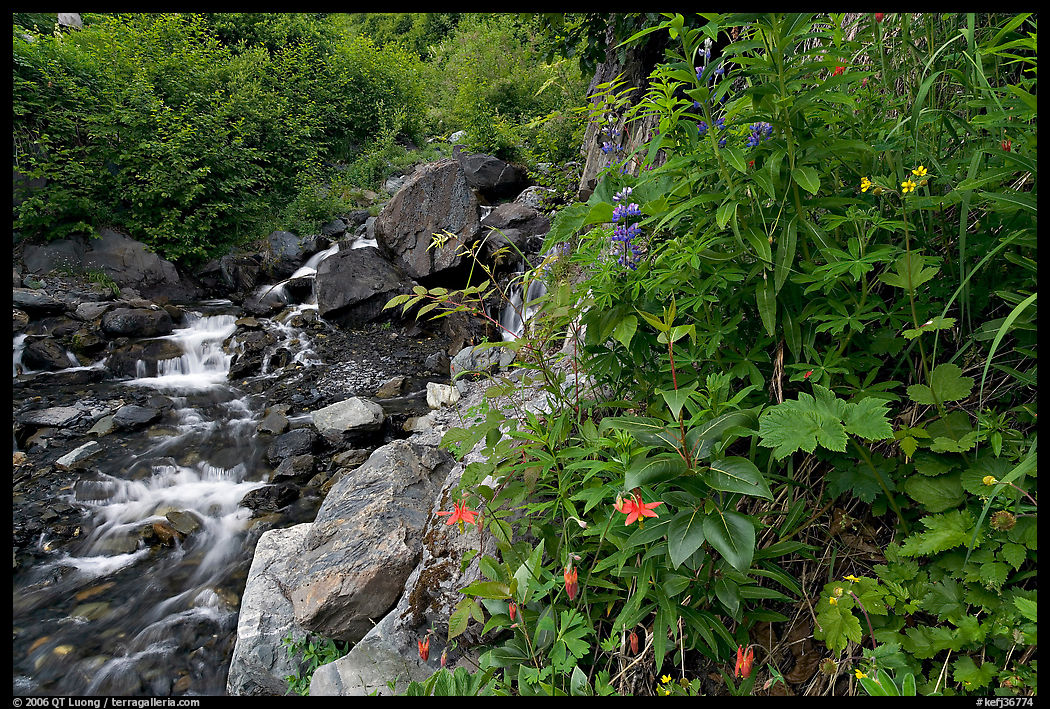 Widflowers and cascading stream. Kenai Fjords  National Park, Alaska, USA.