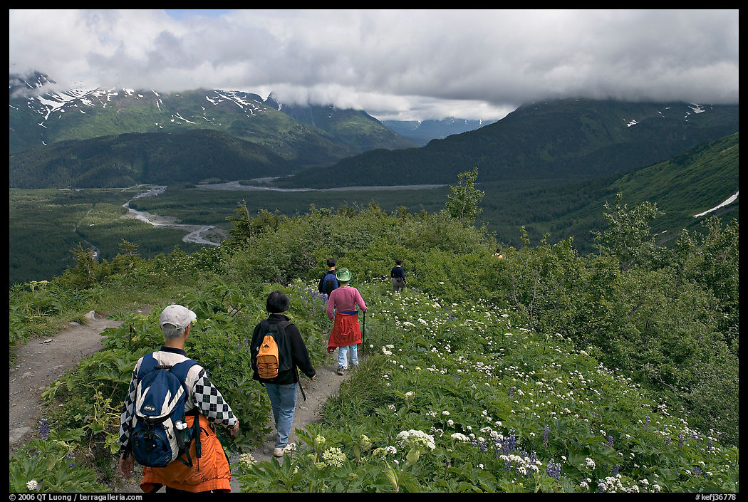 Hikers surrounded by wildflowers on Harding Icefield trail. Kenai Fjords  National Park, Alaska, USA.
