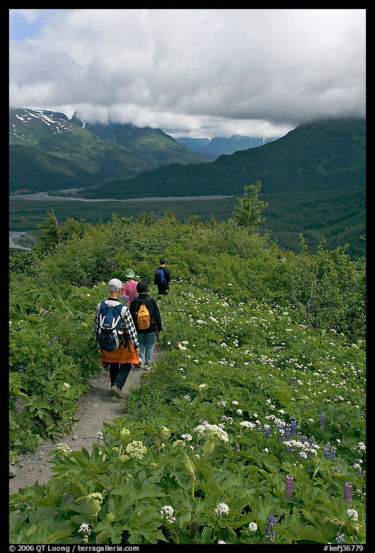 Hiking surrounded by wildflowers on Harding Icefield trail. Kenai Fjords  National Park, Alaska, USA.