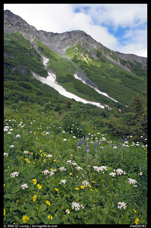 Hills and verdant alpine meadows, seen from Harding Icefield trail. Kenai Fjords  National Park, Alaska, USA.