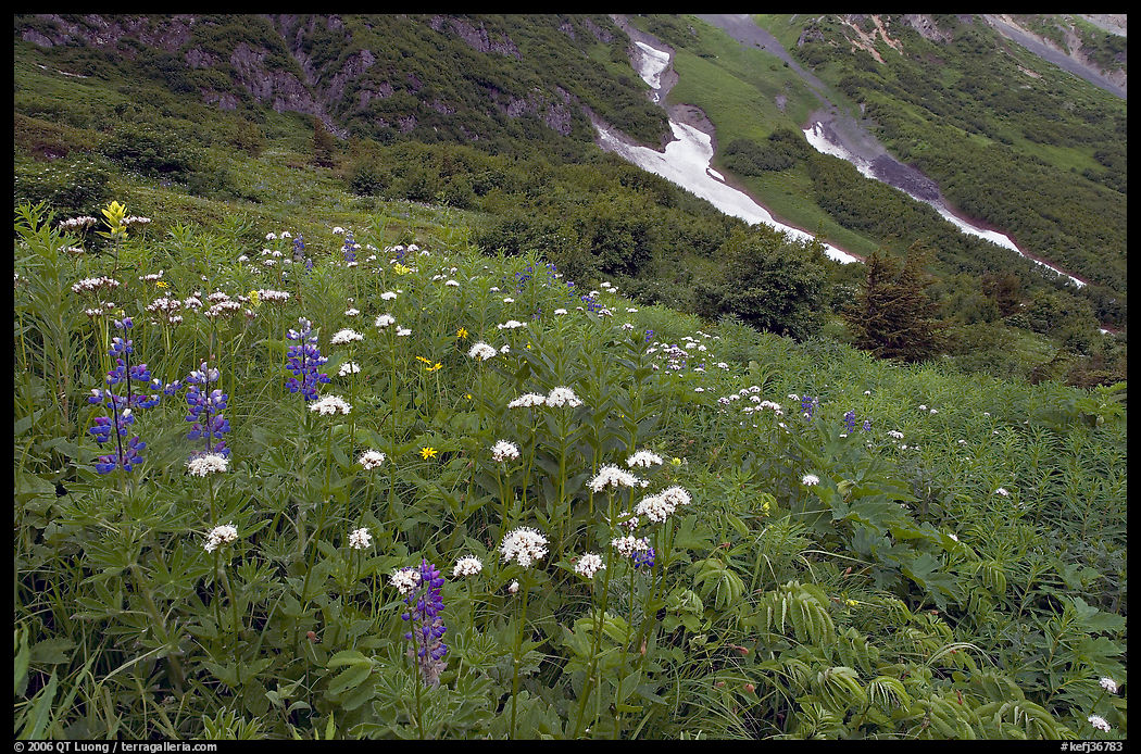 Lupine and white flowers, and neve, Marmot Meadows. Kenai Fjords  National Park, Alaska, USA.