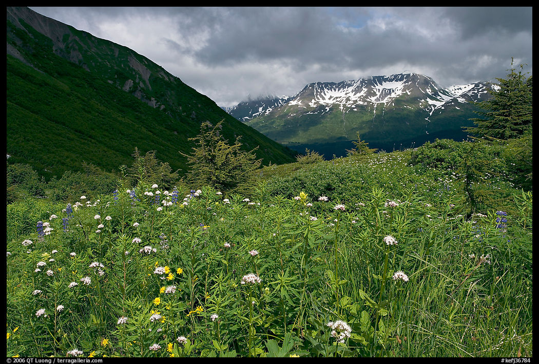 Wildflowers in Marmot Meadows and Resurection Mountains. Kenai Fjords  National Park, Alaska, USA.