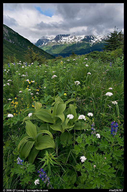 Marmot Meadows and Resurection Mountains. Kenai Fjords  National Park, Alaska, USA.