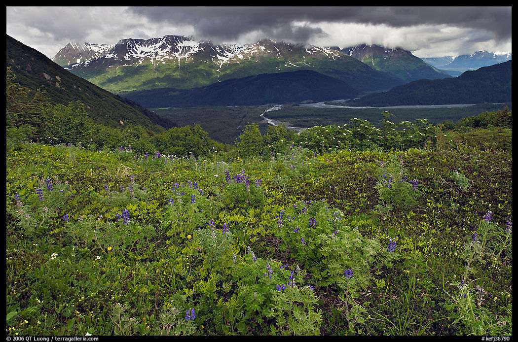 Dwarf Lupine and cloudy Resurection Mountains. Kenai Fjords  National Park, Alaska, USA.