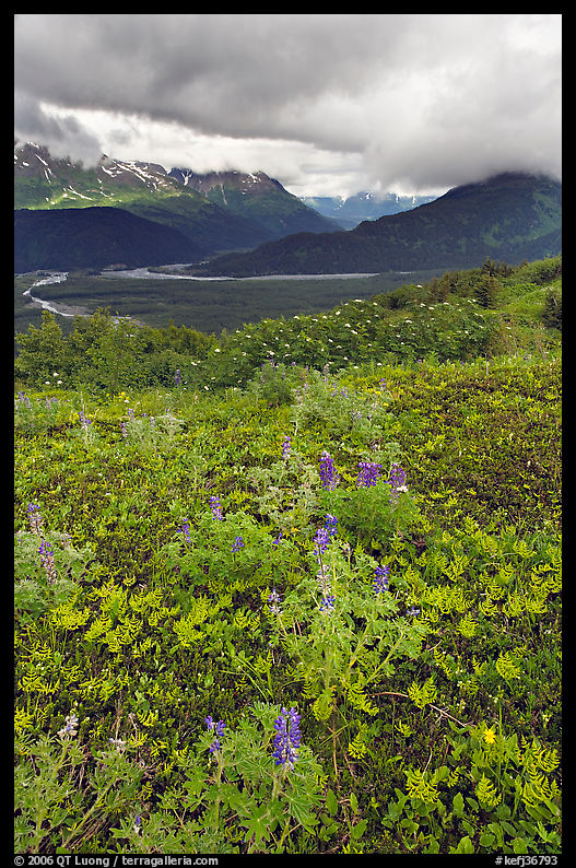 Dwarf Lupine in Marmot Meadows, and Resurection Mountains. Kenai Fjords  National Park, Alaska, USA.
