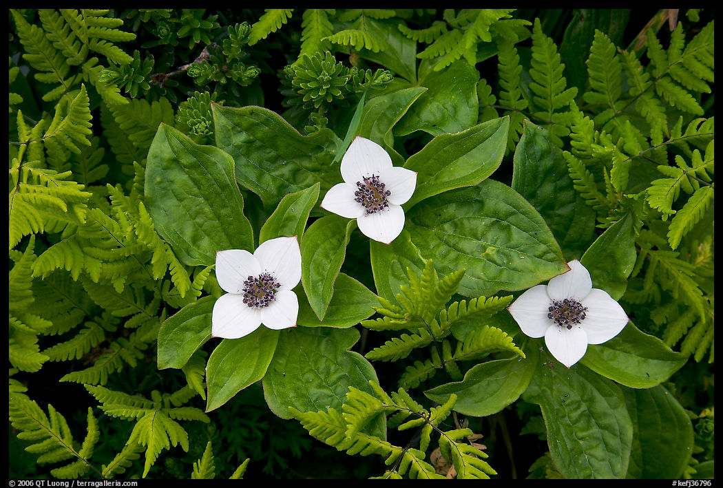 Close-up of flowers and ferns, Marmot Meadows. Kenai Fjords  National Park, Alaska, USA.