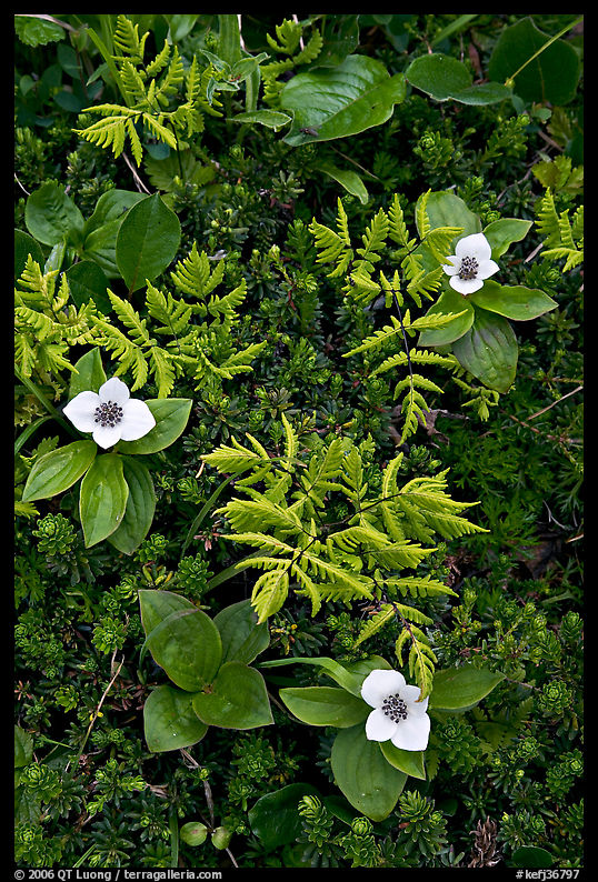 Close-up of alpine ferns and flowers, Marmot Meadows. Kenai Fjords  National Park, Alaska, USA.