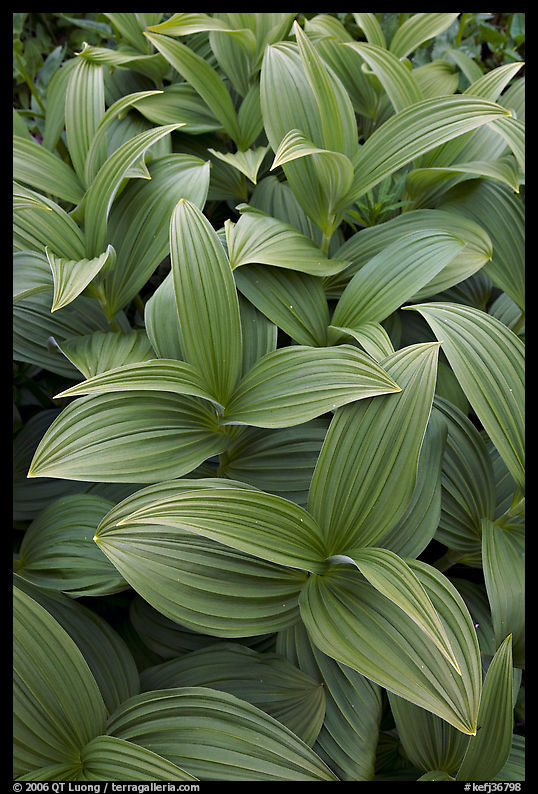 Close-up of leaves, Marmot Meadows. Kenai Fjords  National Park, Alaska, USA.
