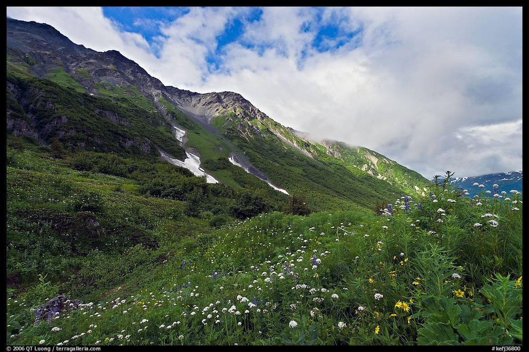 Open view of verdant alpine hills, Marmot Meadows. Kenai Fjords  National Park, Alaska, USA.