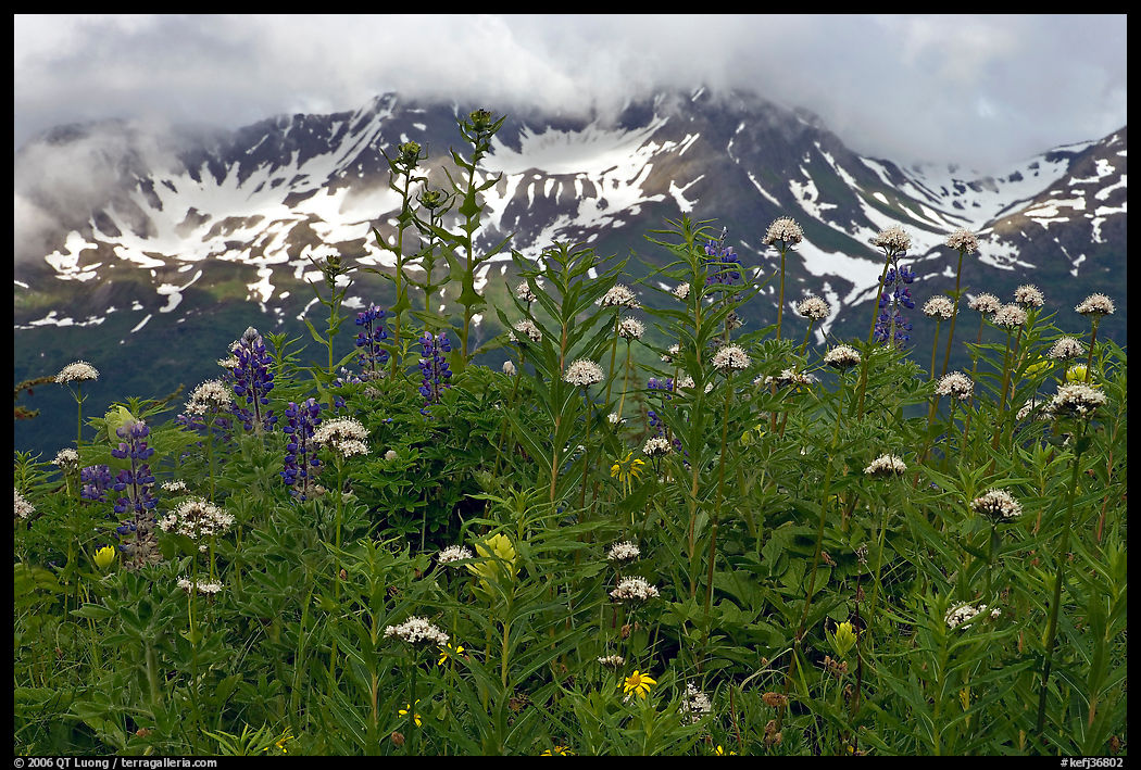 Flowers and peaks, Marmot Meadows. Kenai Fjords  National Park, Alaska, USA.