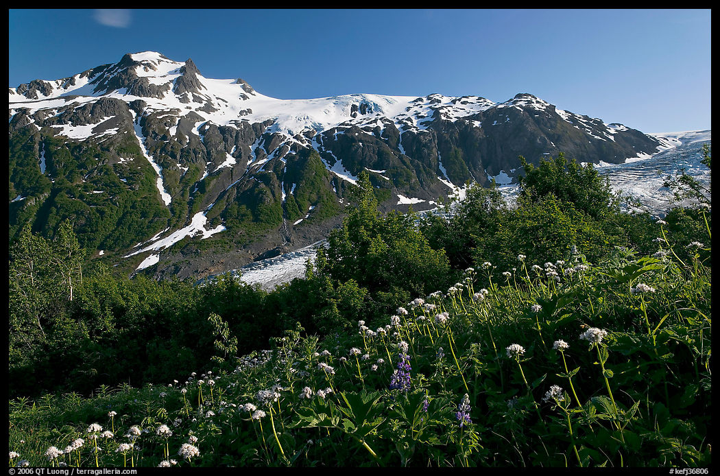 White wildflowers and peak, Marmot Meadows. Kenai Fjords  National Park, Alaska, USA.