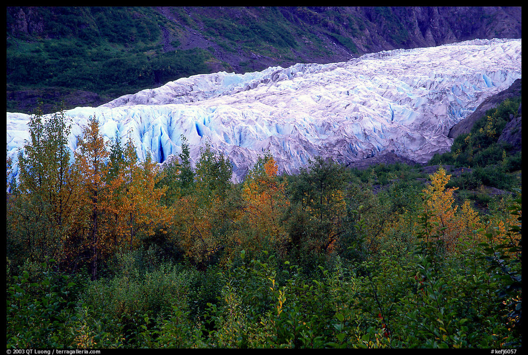 Trees and exit glacier, fall. Kenai Fjords  National Park, Alaska, USA.