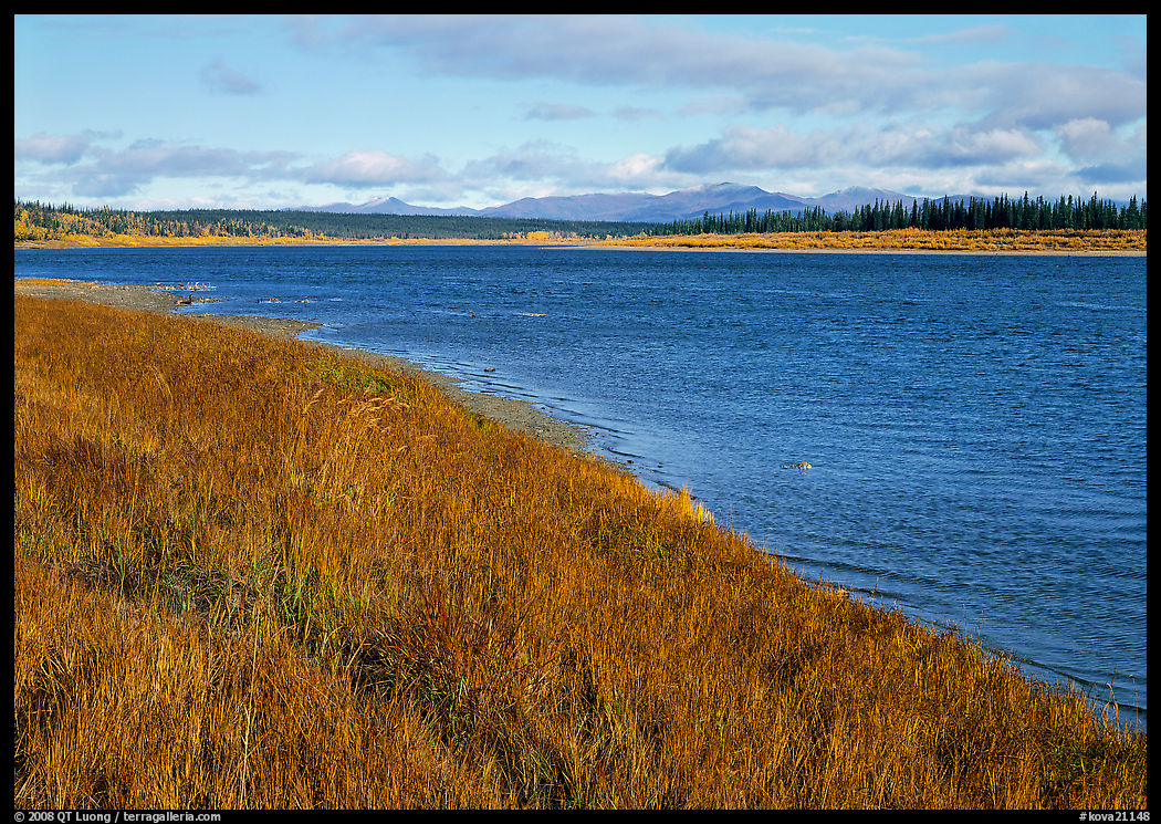 Grasses and rivershore. Kobuk Valley National Park, Alaska, USA.