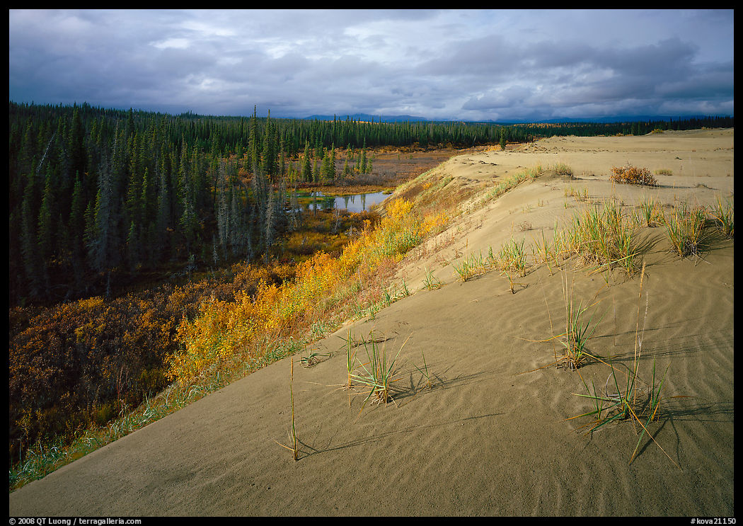 The edge of the Great Sand Dunes with boreal forest below. Kobuk Valley National Park, Alaska, USA.