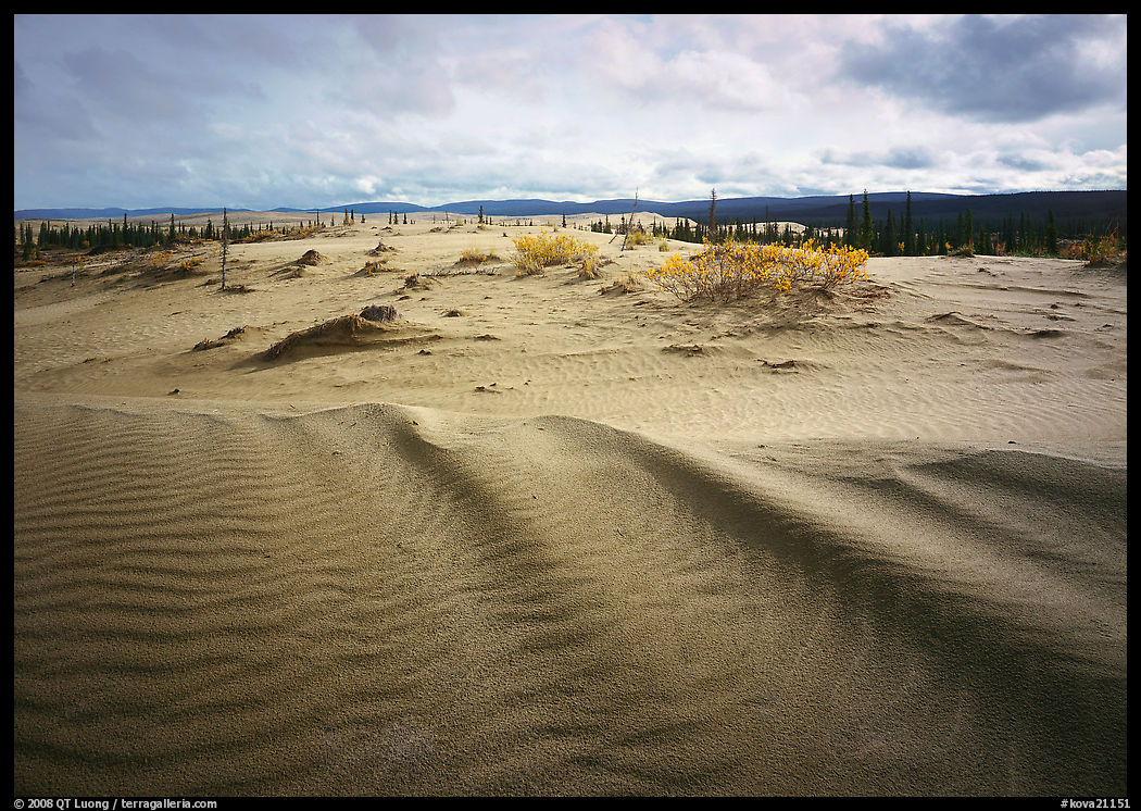 Sand ripples in Arctic dune field. Kobuk Valley National Park, Alaska, USA.