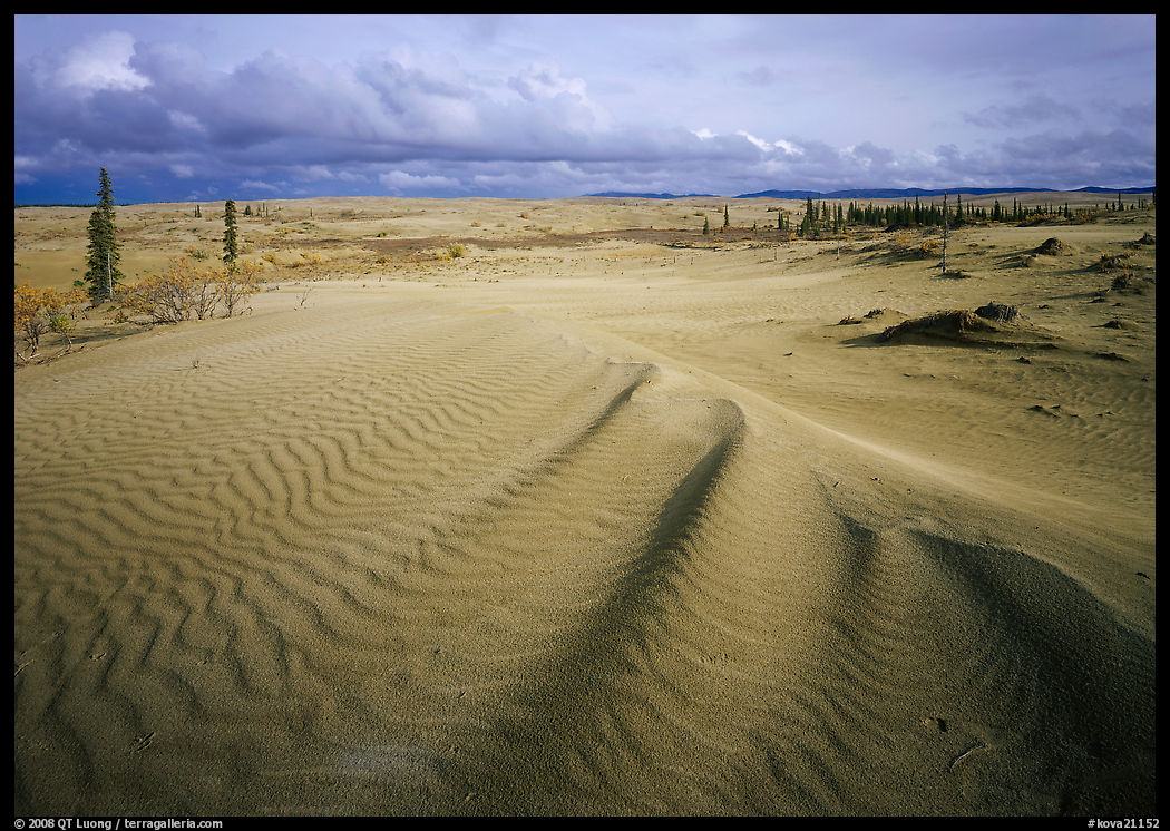 Sand dunes with spruce trees. Kobuk Valley National Park, Alaska, USA.