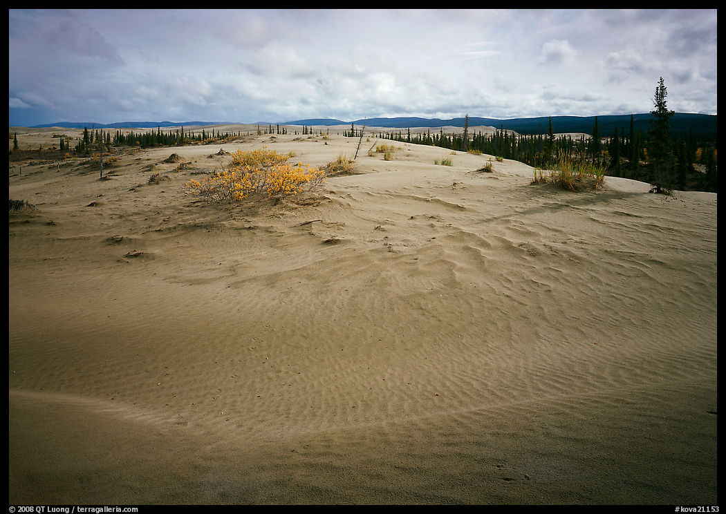 Dune field with boreal forest in the distance. Kobuk Valley National Park, Alaska, USA.