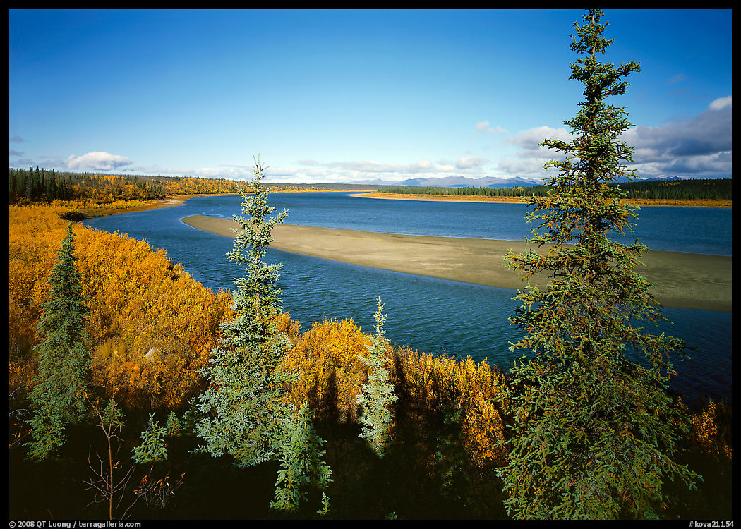 Kobuk river and sand bar seen through Spruce trees. Kobuk Valley National Park, Alaska, USA.