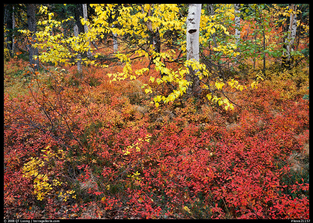 Red Berry leaves and yellow tree leaves in forest. Kobuk Valley National Park, Alaska, USA.