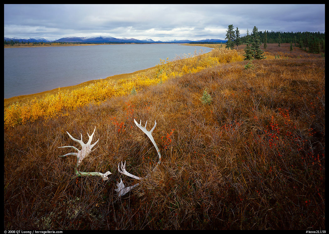 Caribou antlers, tundra in autumn color, and Kobuk River. Kobuk Valley National Park, Alaska, USA.