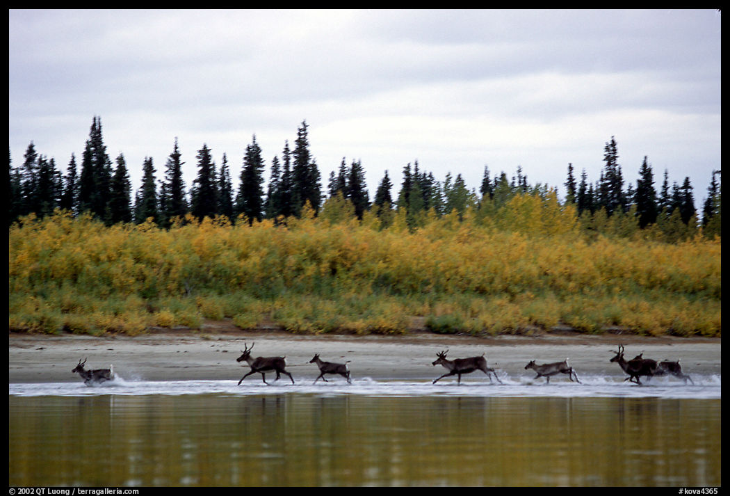 Caribou crossing the Kobuk River during their fall migration. Kobuk Valley National Park, Alaska, USA.