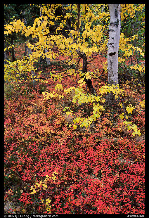 Berry plants and trees in fall colors at Onion Portage. Kobuk Valley National Park