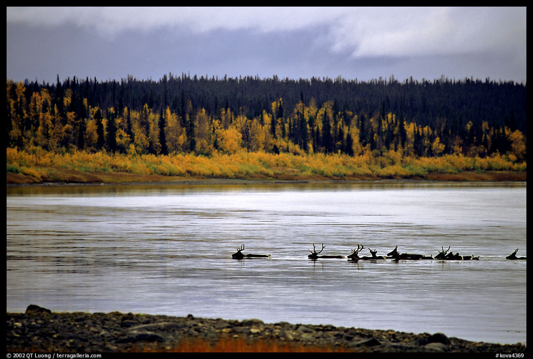Caribou swimming across the Kobuk River during their fall migration. Kobuk Valley National Park, Alaska, USA.
