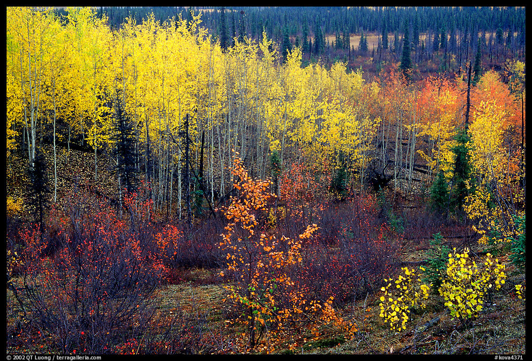 Berry plants and trees in autumn colors near Kavet Creek. Kobuk Valley National Park, Alaska, USA.