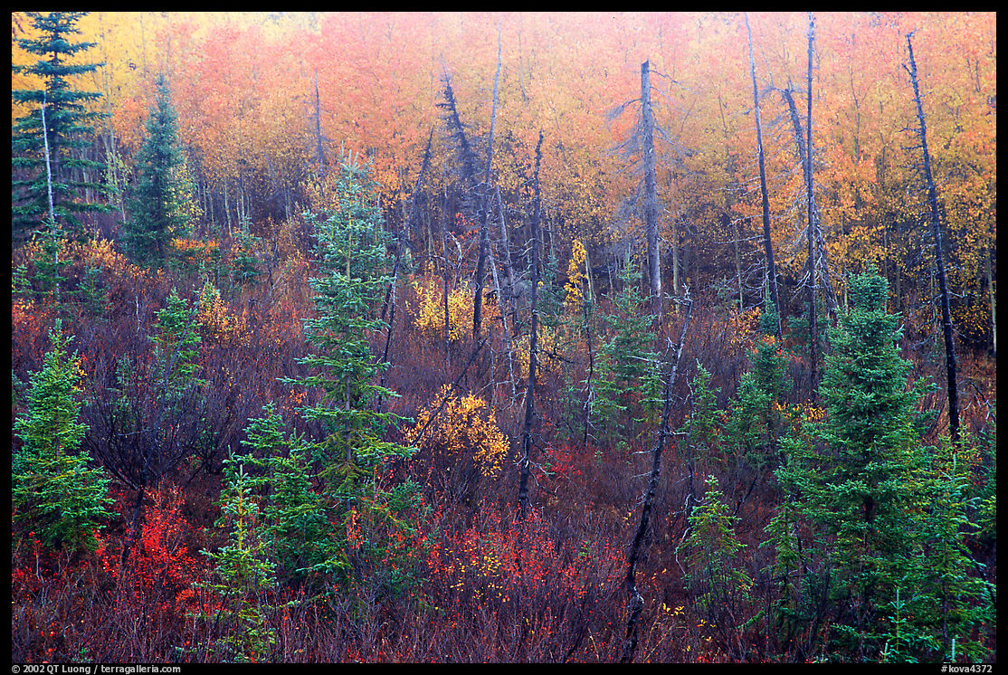 Shrubs and trees in fall foliage near Kavet Creek. Kobuk Valley National Park, Alaska, USA.