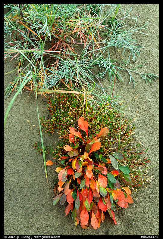 Dune plants. Kobuk Valley National Park, Alaska, USA.